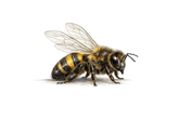 A detailed pencil-style drawing of a honeybee with yellow and black striped body, clear wings, and visible legs and antennae on a white background.
