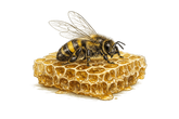 A detailed illustration of a honeybee perched on a honeycomb cell, set against a solid white background.