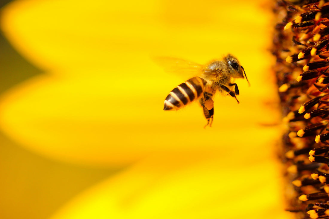 Bee Keeping | Hives and Honey