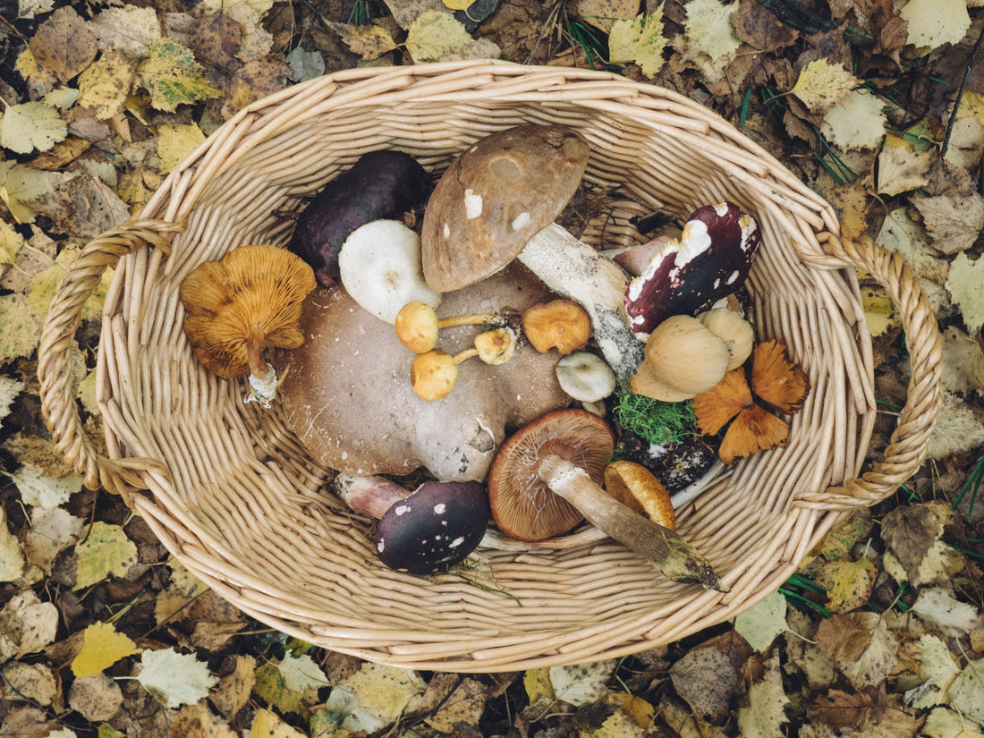 Forgaing Mushrooms