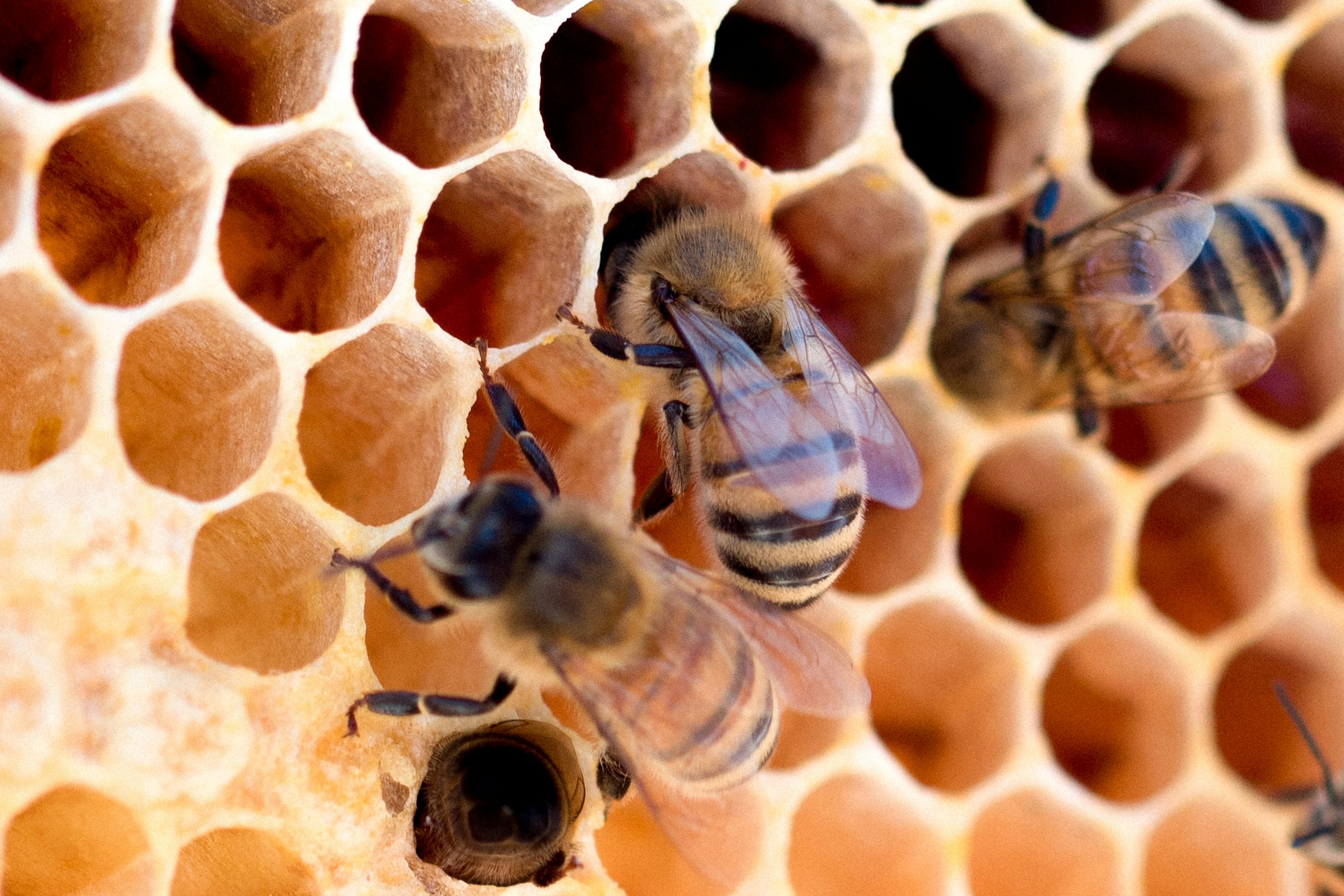 Bees on a honeycomb structure