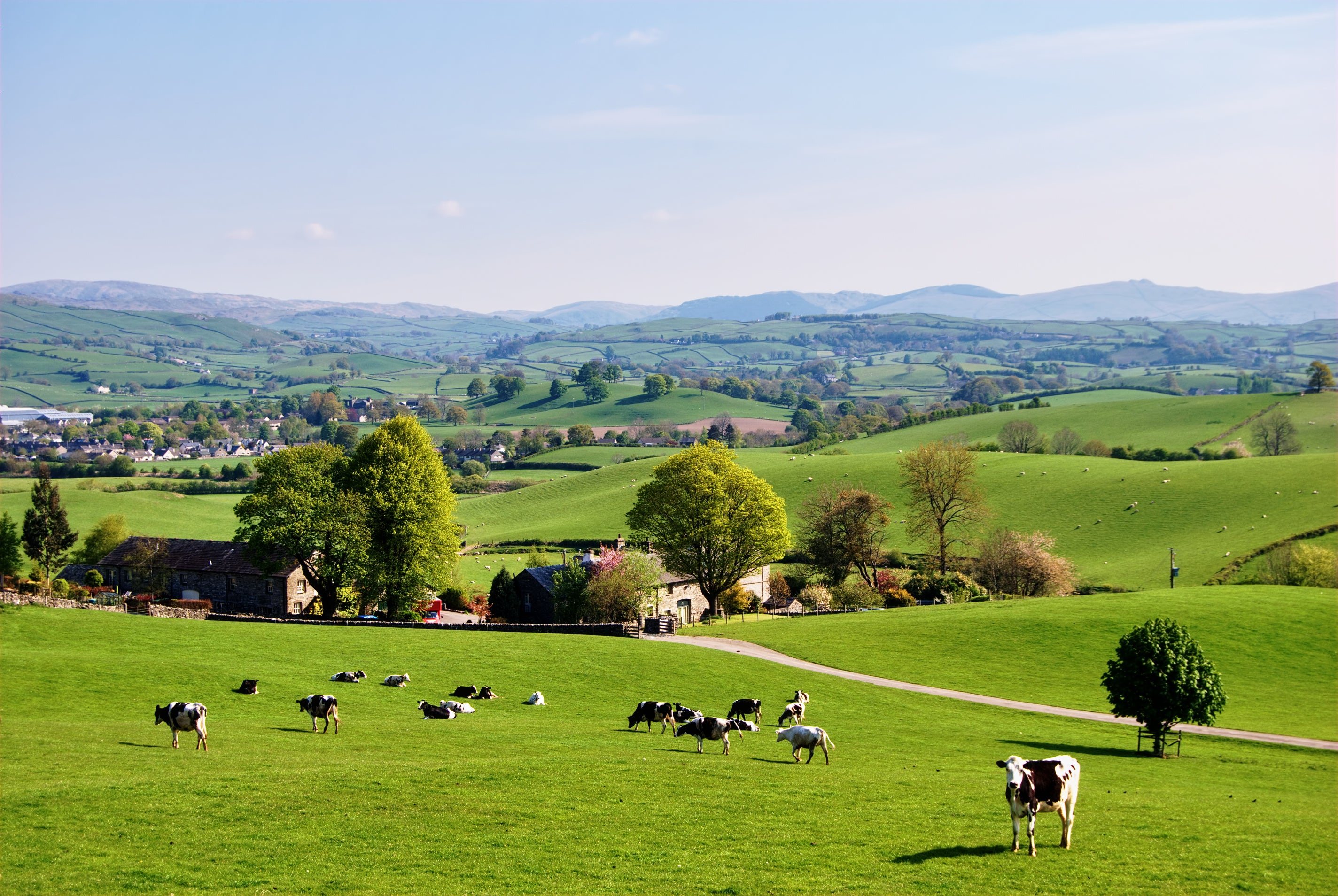 Cows grazing in a green field with rolling hills and trees in the background