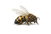 A detailed illustration of a honeybee with yellow and black striped body, transparent wings, and dark head and legs, shown on a plain white background.