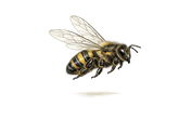 A detailed scientific illustration of a honeybee in flight, shown against a plain white background with a soft shadow underneath.