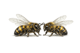 A detailed scientific illustration of two honeybees facing each other, shown on a plain white background.