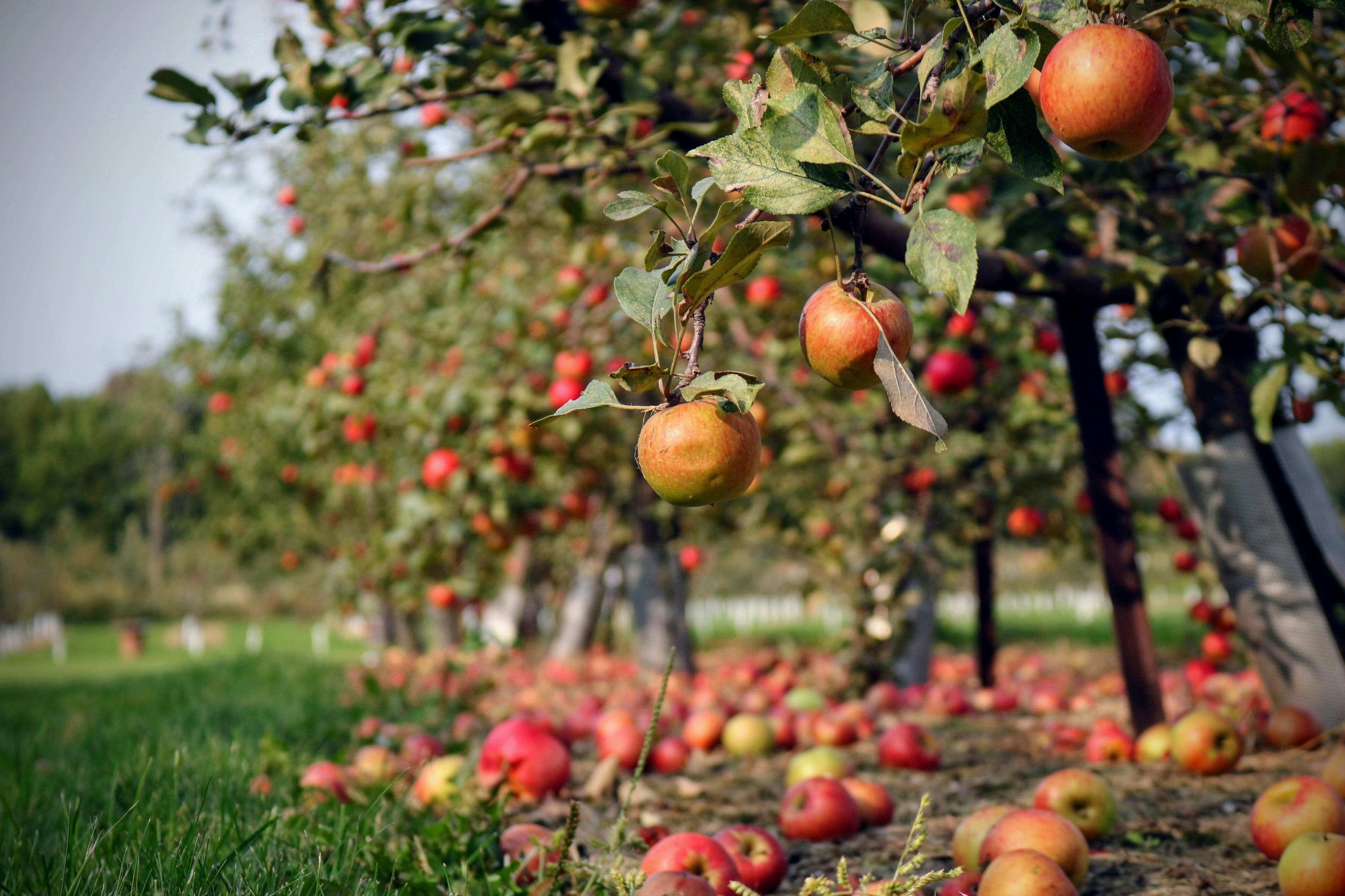 Apples hanging from trees in an orchard with a ground covered in fallen apples.