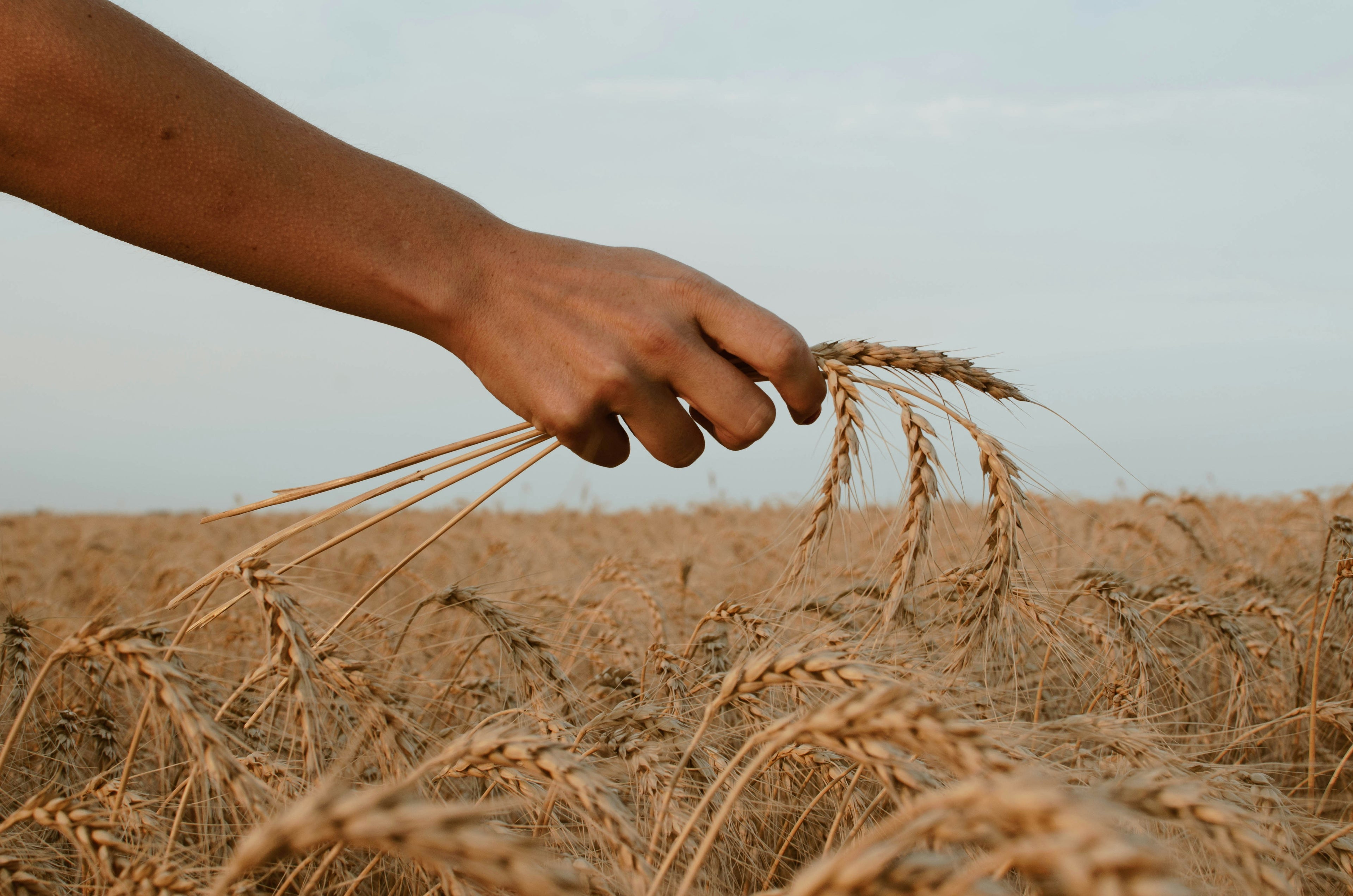 Hand touching wheat in a field with a blurred background