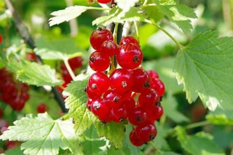 Foraged Redcurrant Jelly 120G Jar - FoodFolks